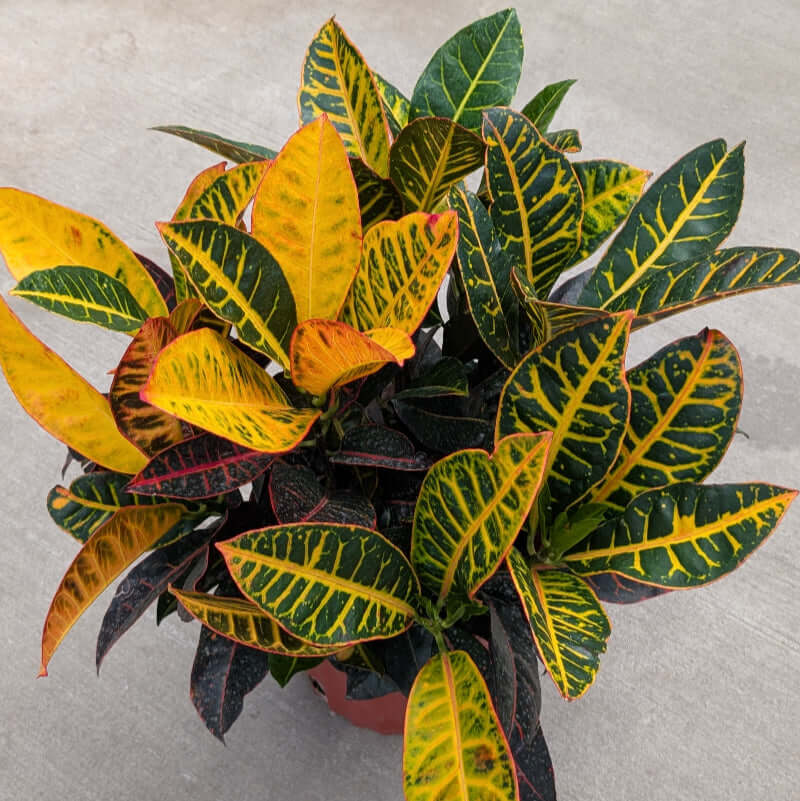 Yellow, orange, red and deep green and black leaves. 