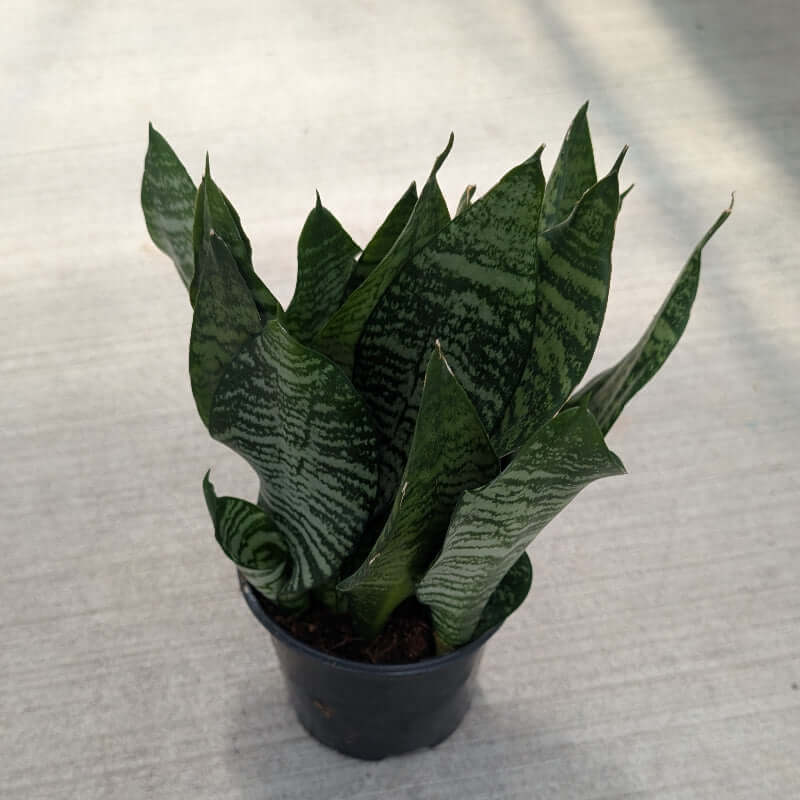 Sword-shaped leaves with deep green coloring. 