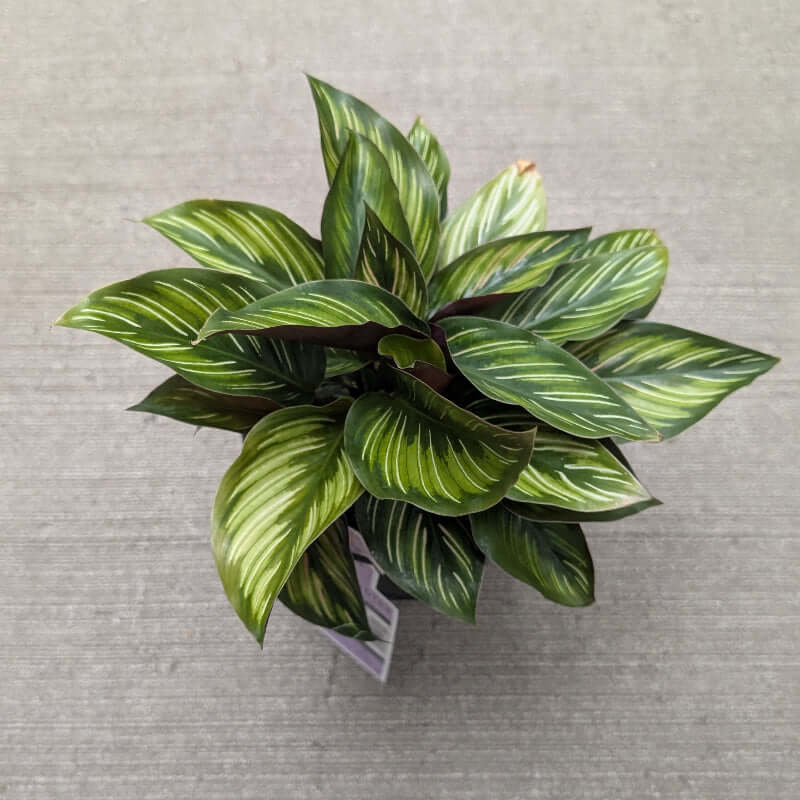 Long, dark green leaves with light pink and white pinstripes.