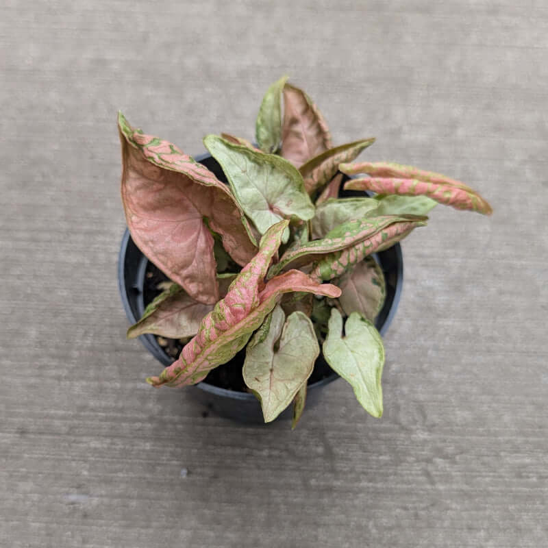 red and pink hues with green veining. 