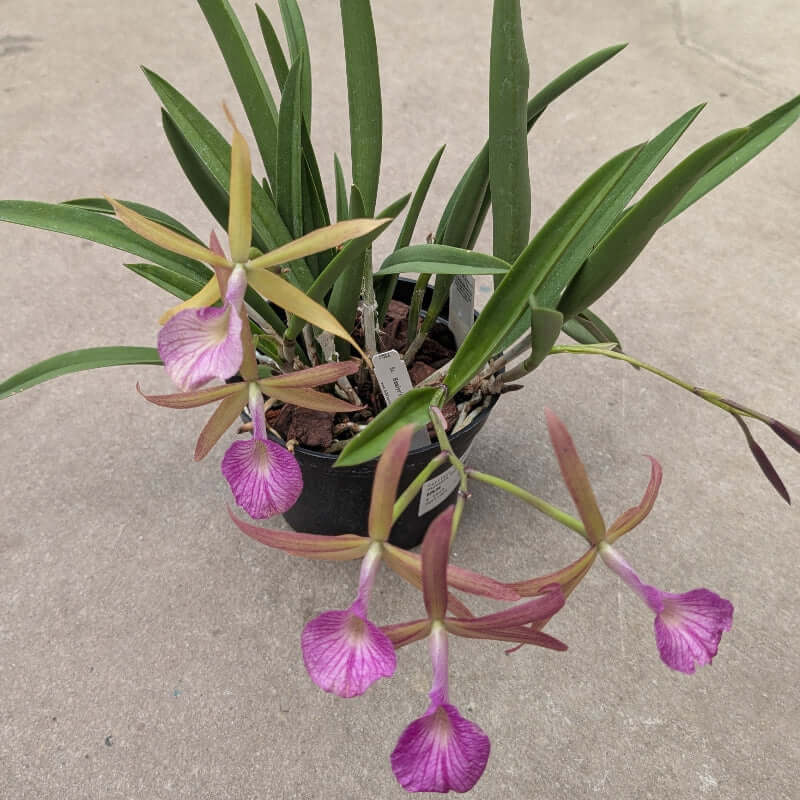 Purple fragant flower with foliage