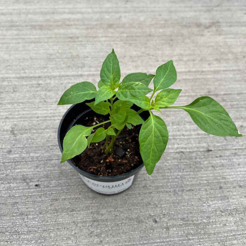 closeup image of small pepper plant with oblong pointed leaves in a round green pot