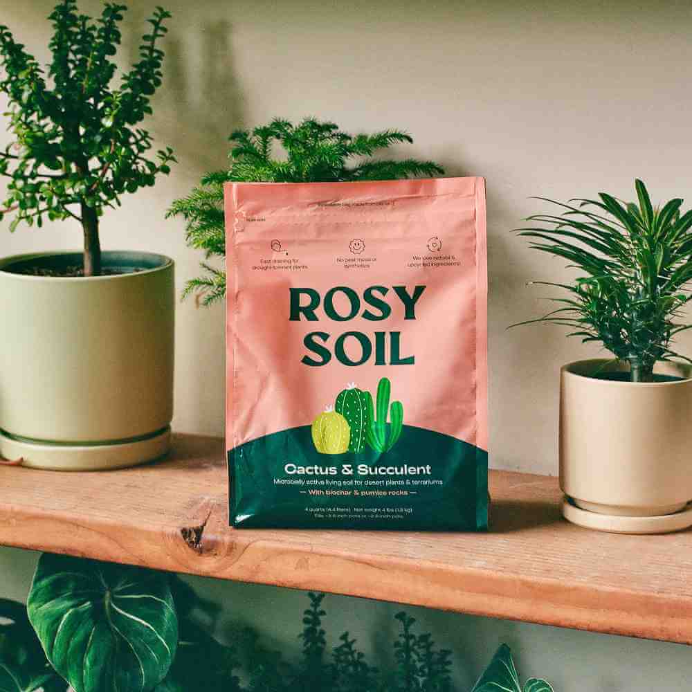 organic succulent mix Rosy Soil Cactus & Succulent Mix, 4 qt