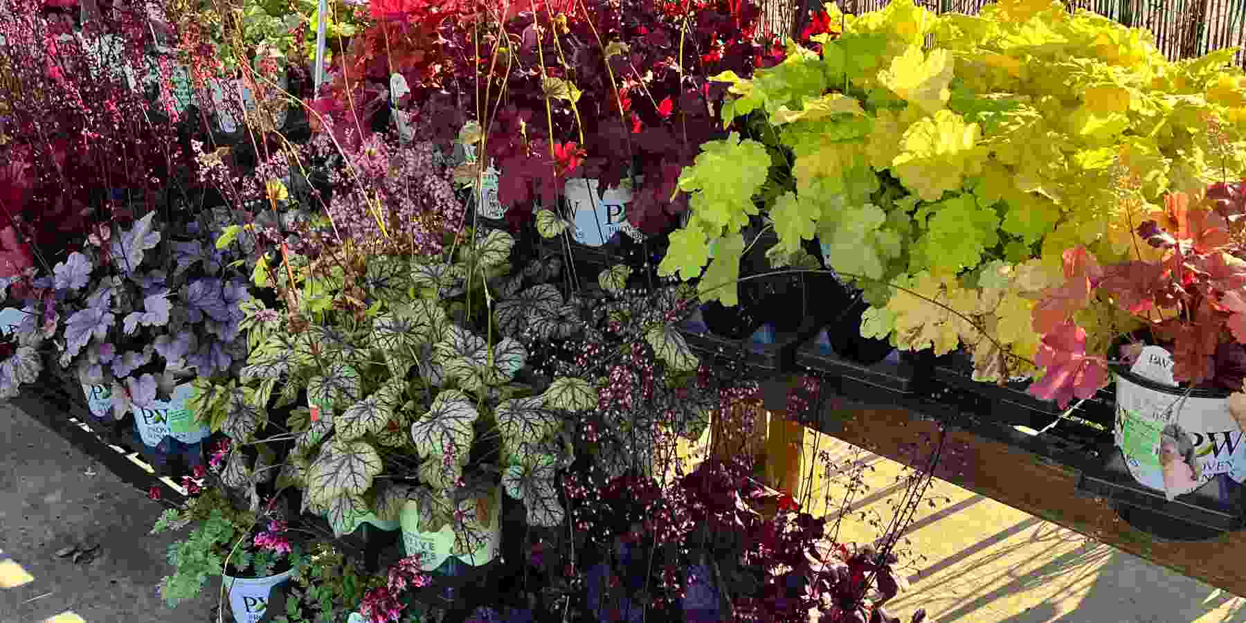 image of a large group of coral bells plants with oak shaped leaves in many colors fro light green to dark purple