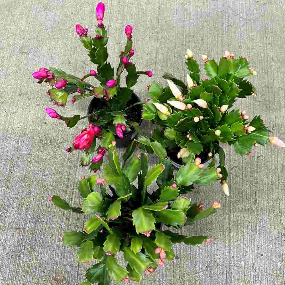 image of 3 zygo christmas cactus from above.  one has light pink buds, one has bright pink buds, and one has off white buds.
