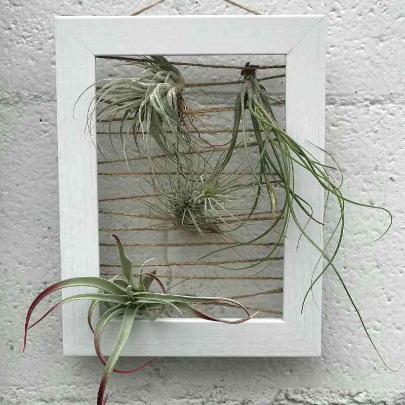image of rectangular white picture frame string with horizontal twine with four air plants hanging on it.