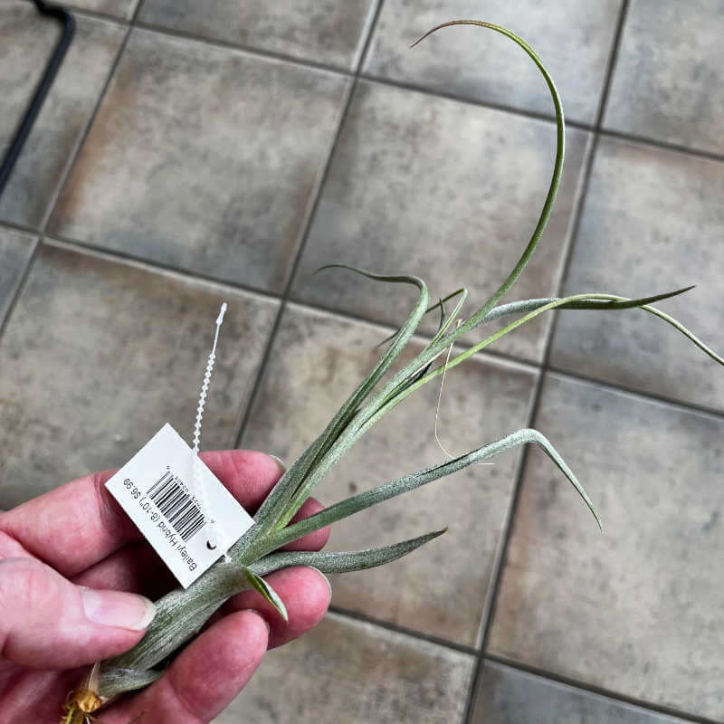 image of hand holding a long air lant with long spiked leaves