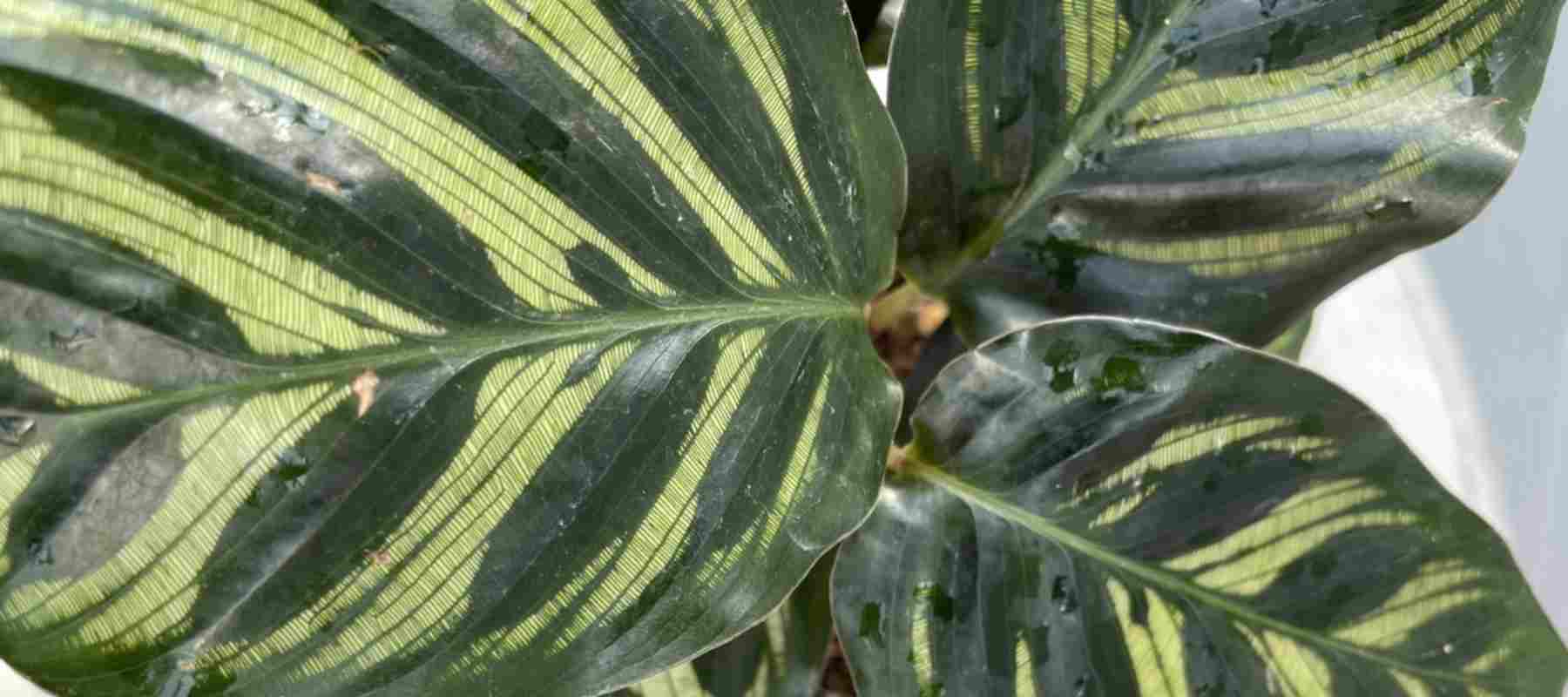 closeup image of calathea plant with portions of three leaves with stripes of dark and light green