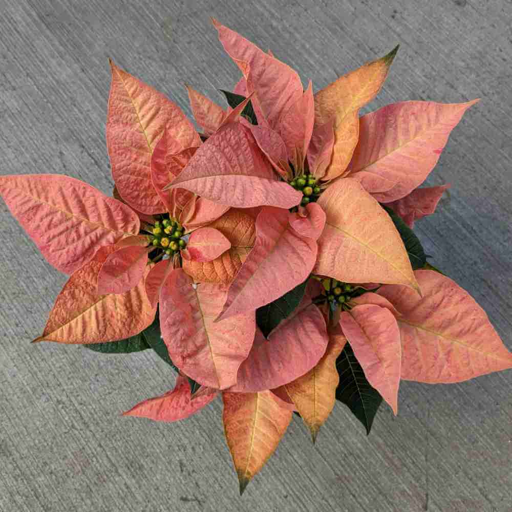 image of poinsettia from the top, featuring red brachts with creamy accent spots