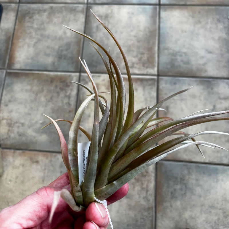 hand holding an air plant with multiple pointed leaves in greyish green with red highlights