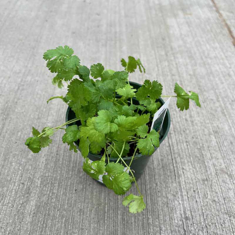 closeup image of plant with many lobed serrated edge leaves on thin stems in round pot