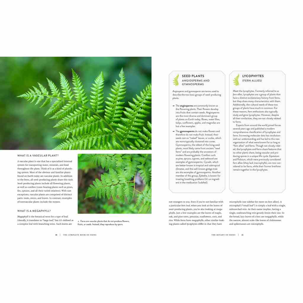image of two pages of book with two images of ferns