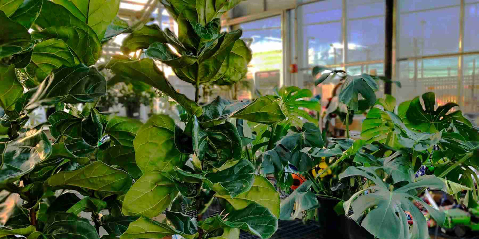Photo of monstera delicioso and fiddle leaf fig plants