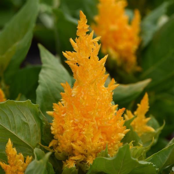 closeup image of a flame shaped fuzzy bloom in bright yellow