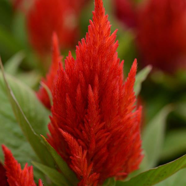 closeup image of flame shaped fuzzy bloom in a bright red orange