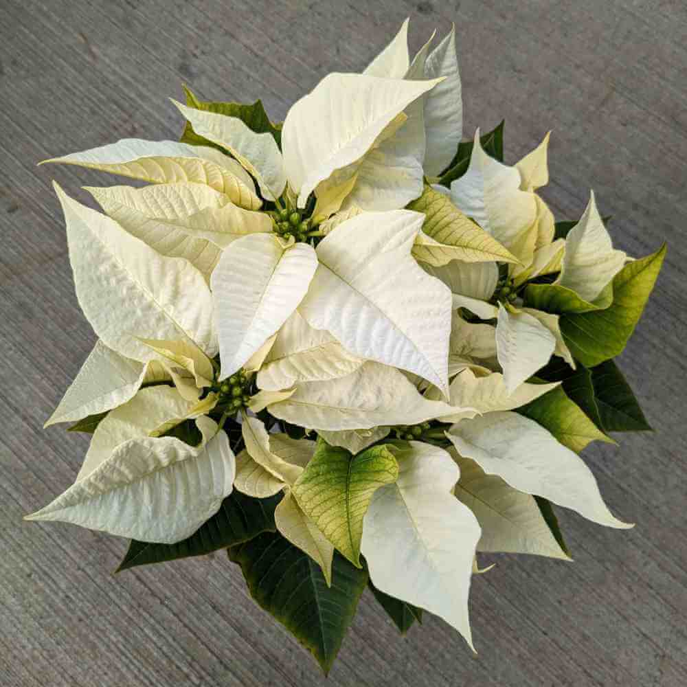 image of poinsettia from above, with bracts in pale off white color