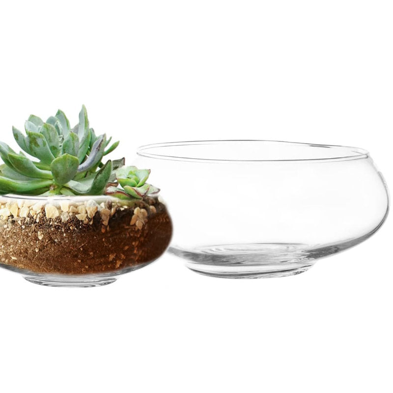 Clear glass bowl with a small succulent plant on a white background