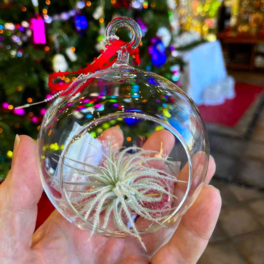 image of a hand holding a glass globe with an opening in the front.  Red sand and a spiky green air plant are inside the globe.  Holiday trees and decor in the background