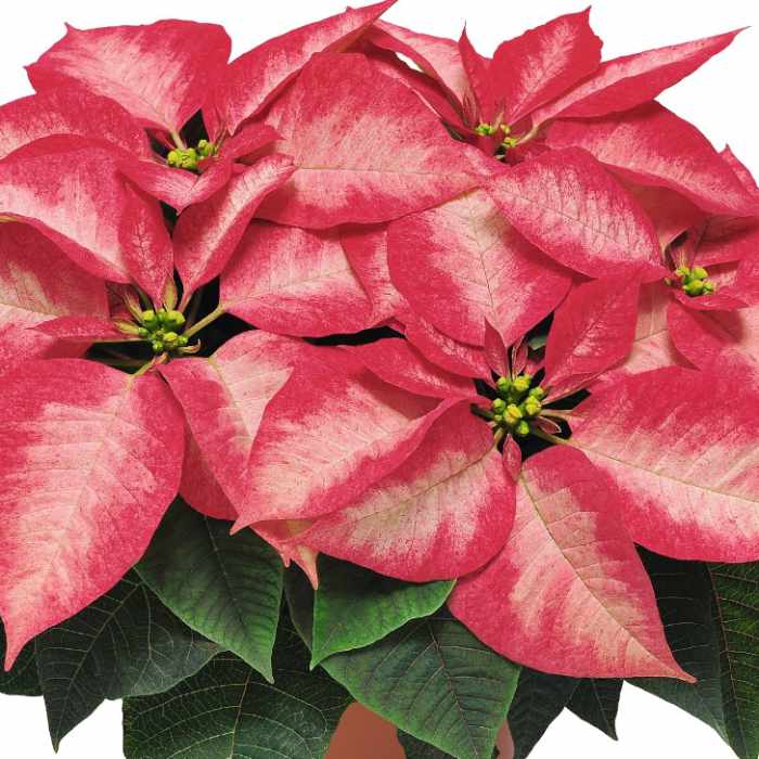 6 1/2 inch Poinsettias