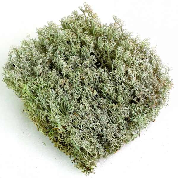 Clump of green reindeer moss on a white background