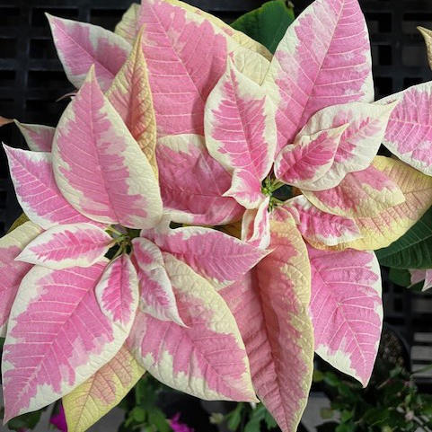 Close-up of a pink and white poinsettia plant.