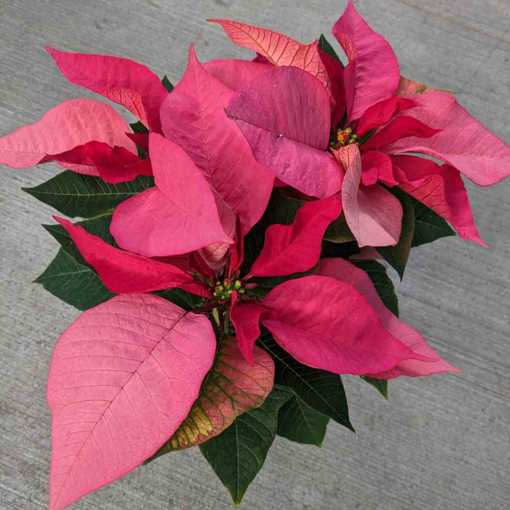 Pink poinsettia plant on a gray concrete surface