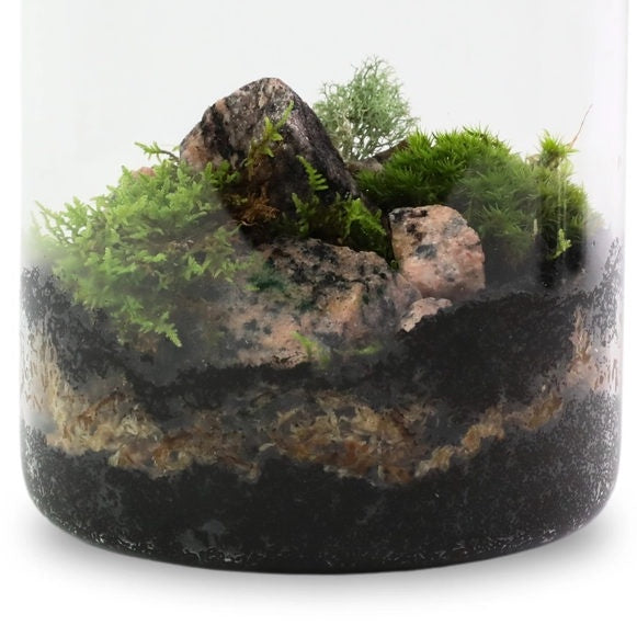 Decorative terrarium with moss and rocks on a white background