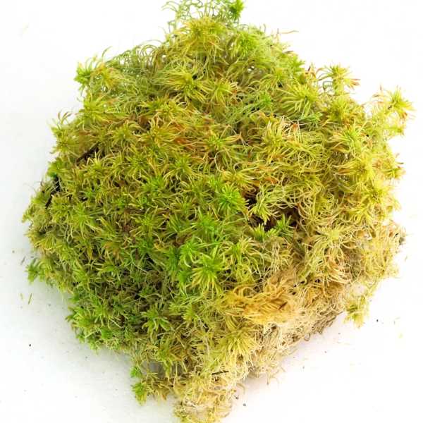 Clump of green moss on a white background
