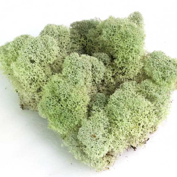 Green sponge like light green moss on a white background