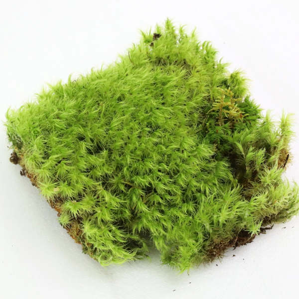 Green moss patch on a white background