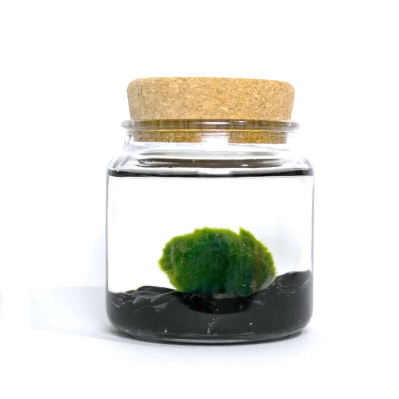 image of a glass jar with cork lid, filled with water with a layer of black rocks and a round green moss ball
