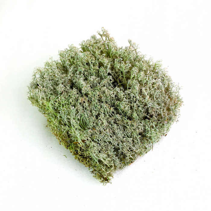Square piece of green moss on a white background