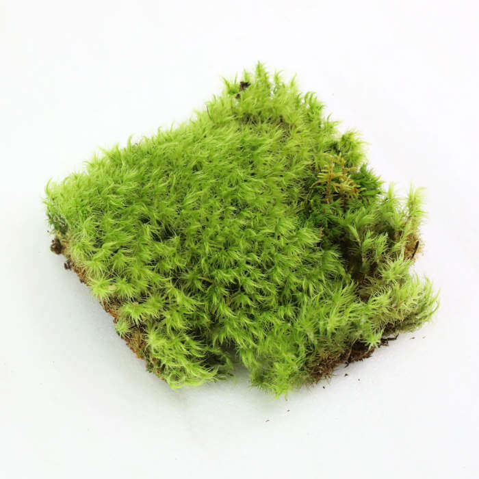 Square piece of green moss on a white background