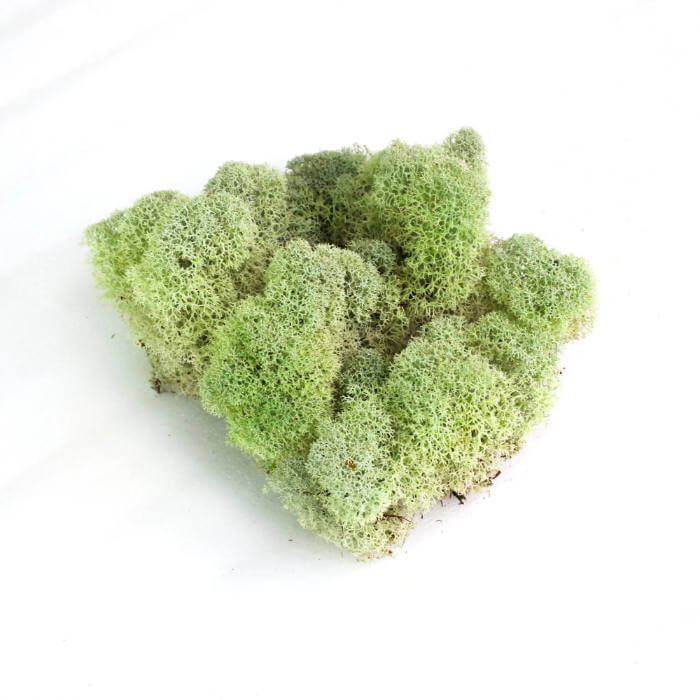 Green sponge-like material on a white background