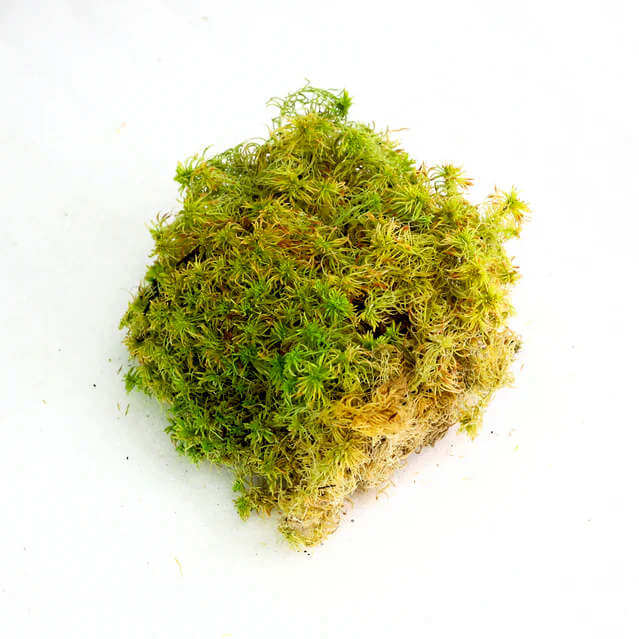 Clump of green moss on a white background