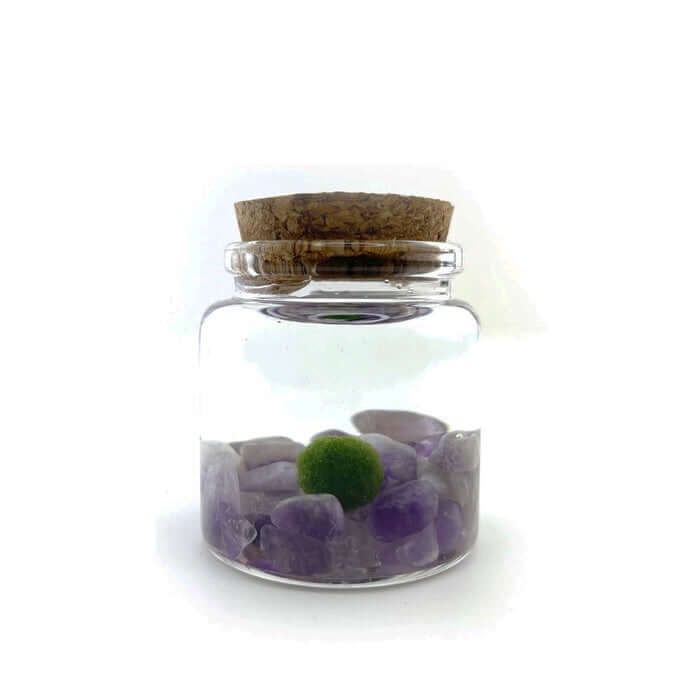 image of a small glass jar with small stones at the bottom and a moss ball floating in water.