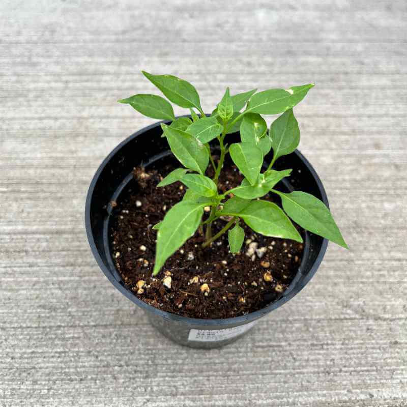 closeup image of small plant with small oblong pointed leaves in round green pot
