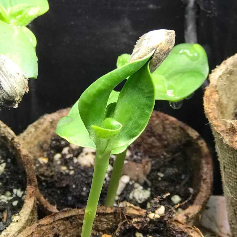 Close-up of a young plant sprout with soil and other plants in the background
