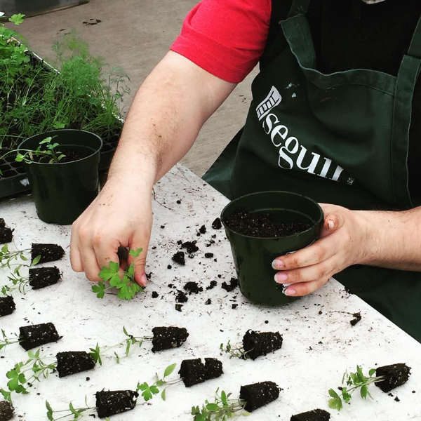 image of a person's arm picking up a small seedling from a white tabletop of seedlings, to put into the growers pot in their left hand.  