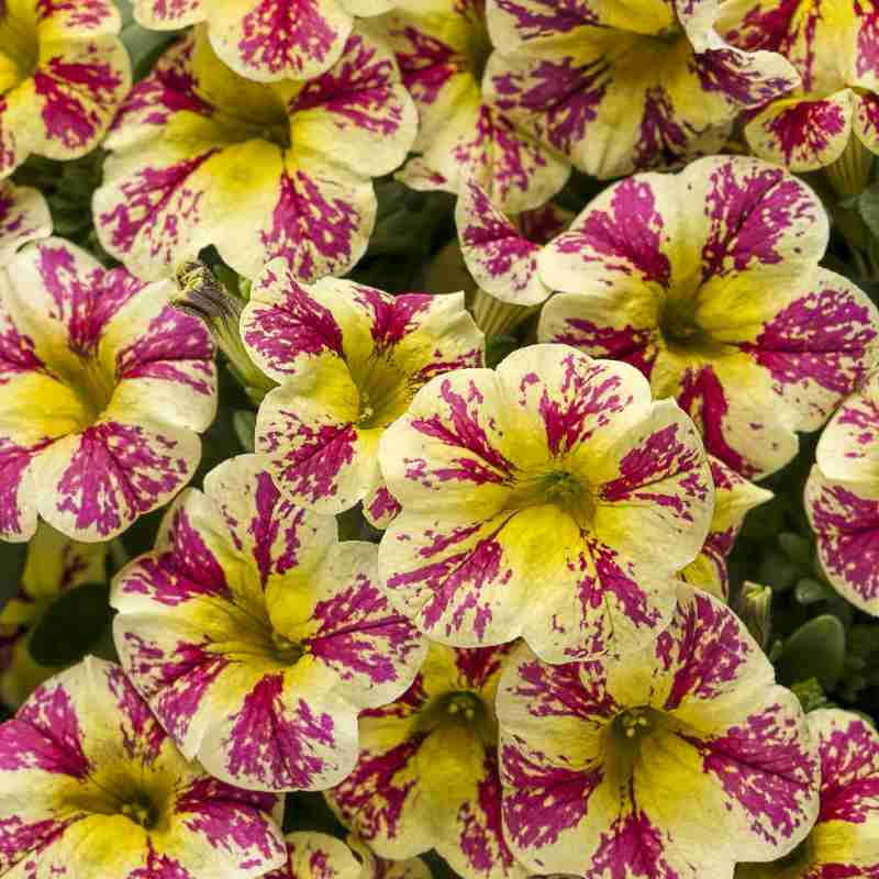 closeup image of several petunia like blooms in yellow with bright pink accents