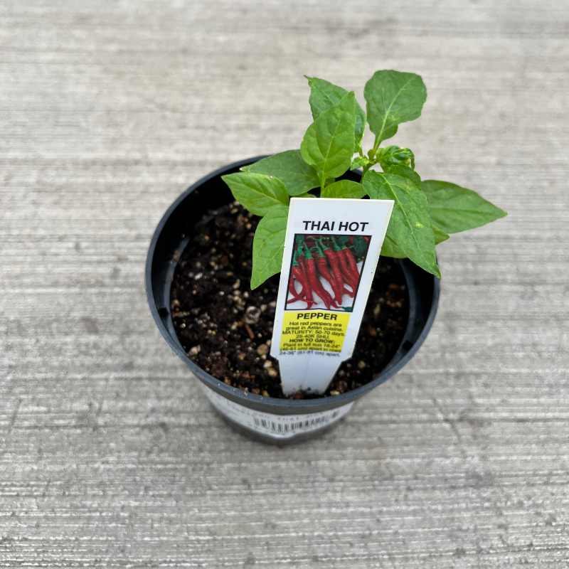closeup image of small pepper plant with oblong pointed leaves and a tag that says Thai Hot Pepper