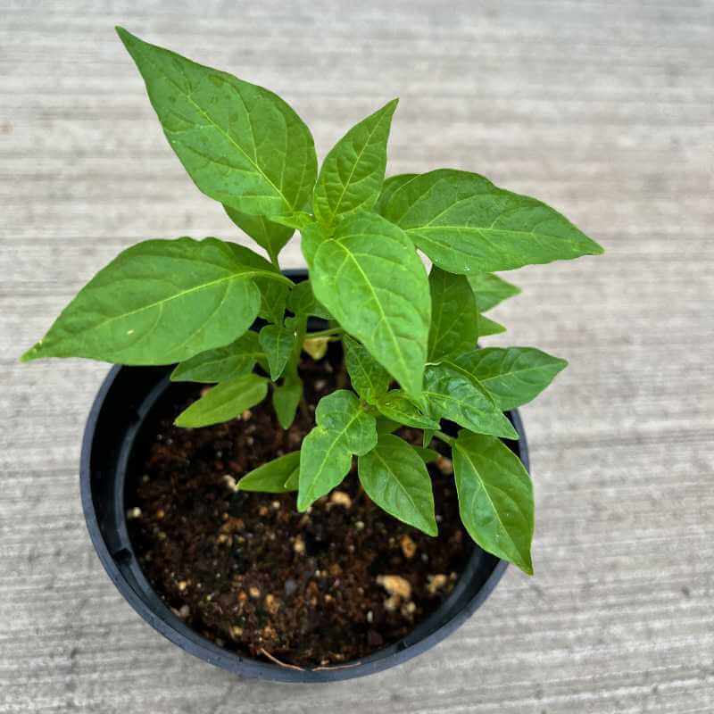 closeup image of pant showing dark green narrow leaves and multiple small oblong pointed peppers in yellow orange, red, dark pink and pale violet