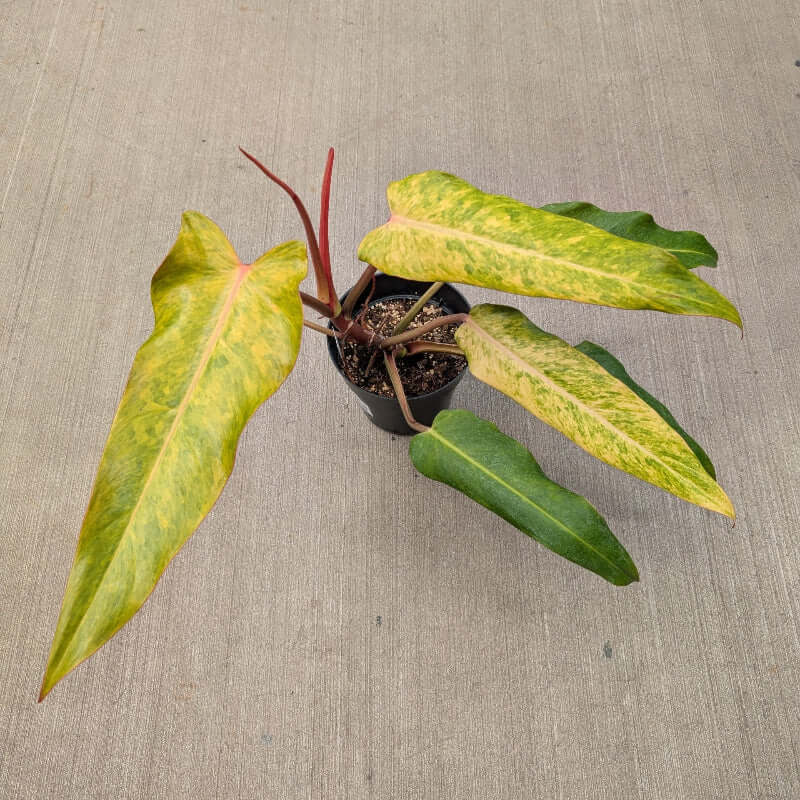 hybrid orange leaves with deep red stems