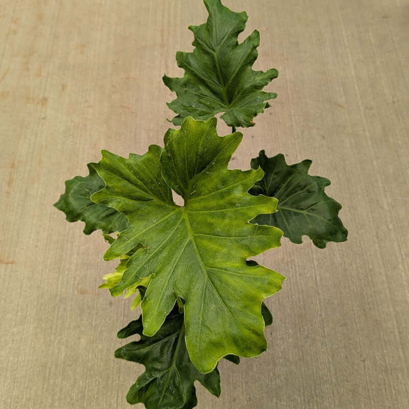 deep dark green leaves with ruffled edges