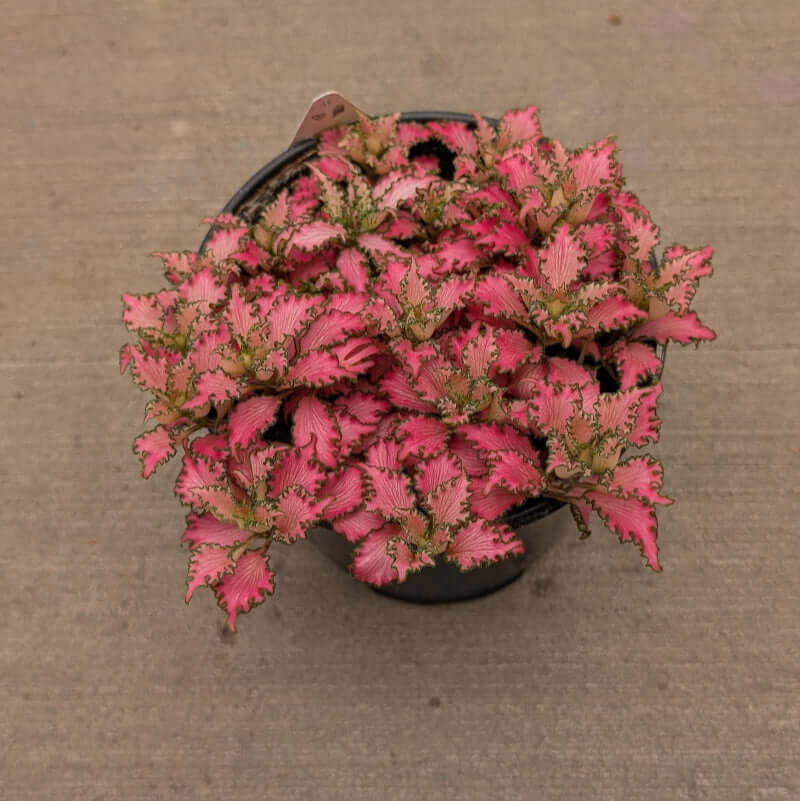 pink leaved with green veining