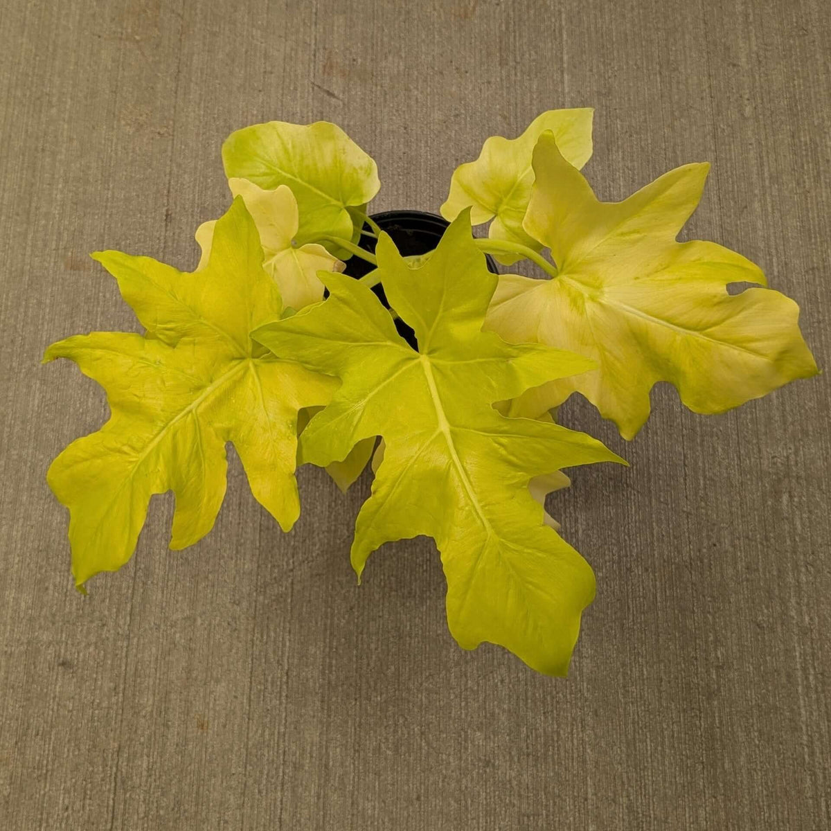 Large lobed bright lime green leaves