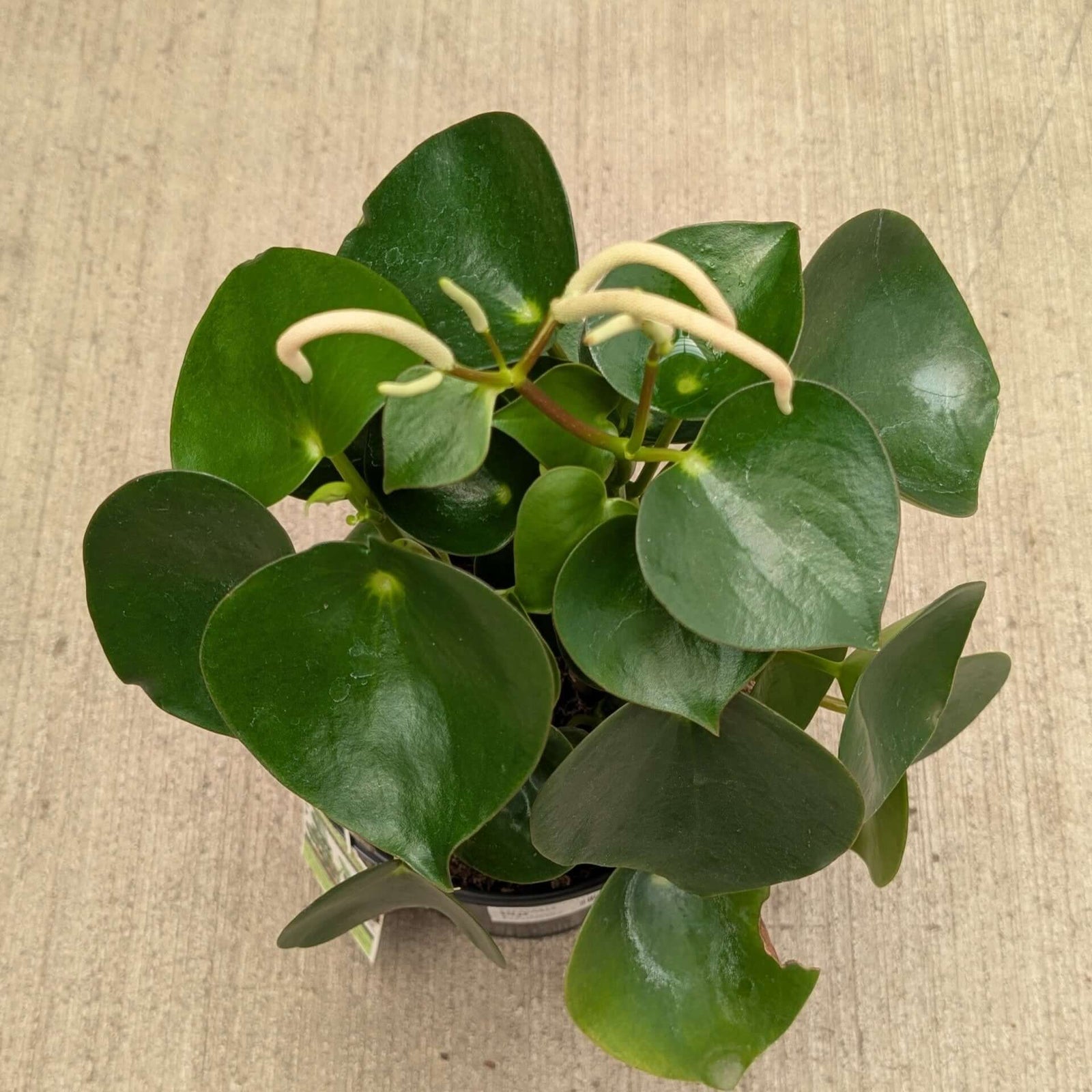 Potted green plant on a beige background