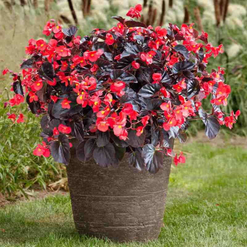 large brown flower pot with large plant sporting rounded deep chocolate brown leaves and small bright red blooms