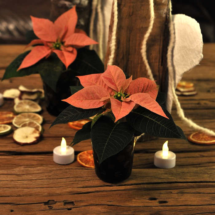 Poinsettia Assorted 4 1/2 inch