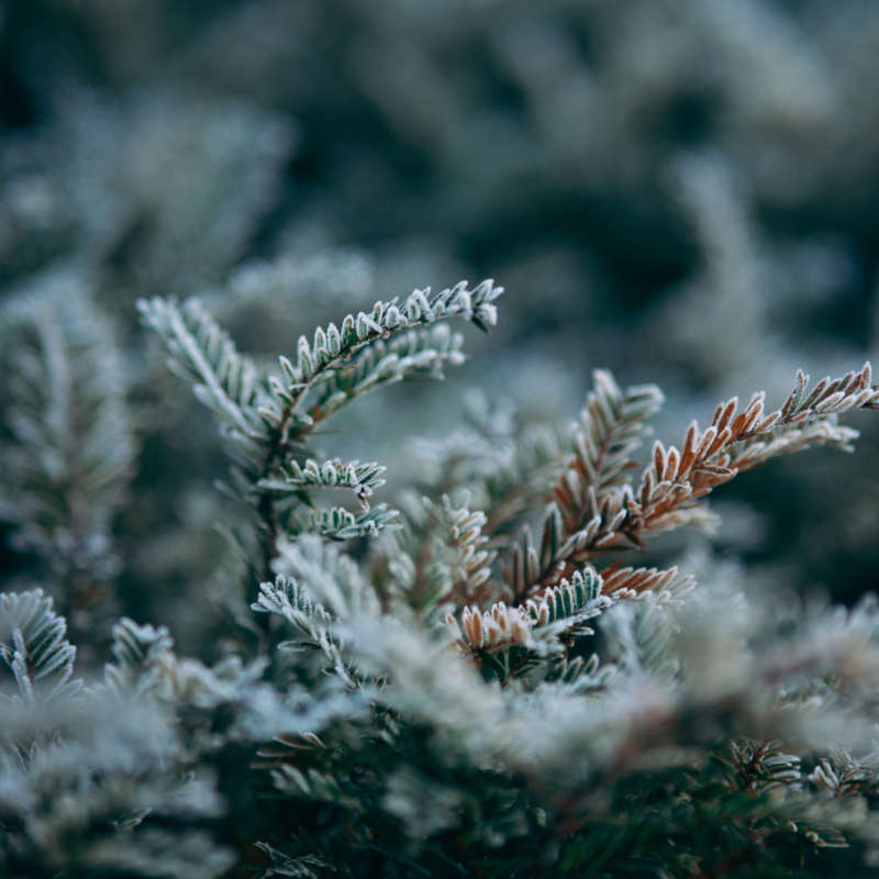closeup image of evergreen branches with frost on them